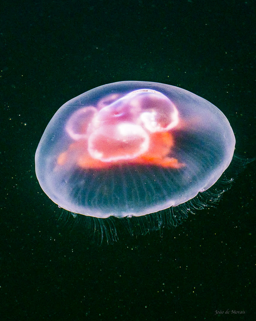 Nebulosa-like Moon Jellyfish 