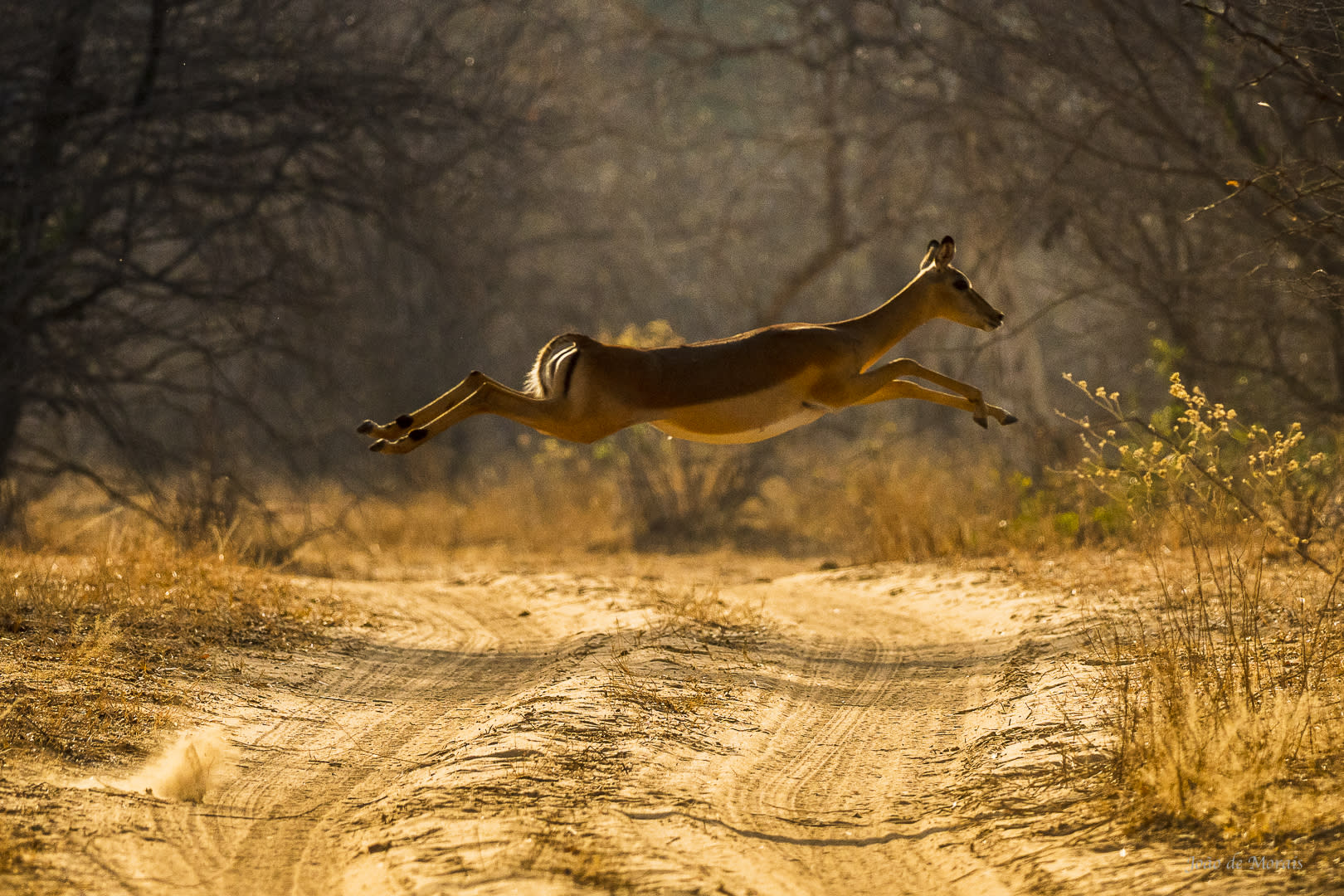 Impala female