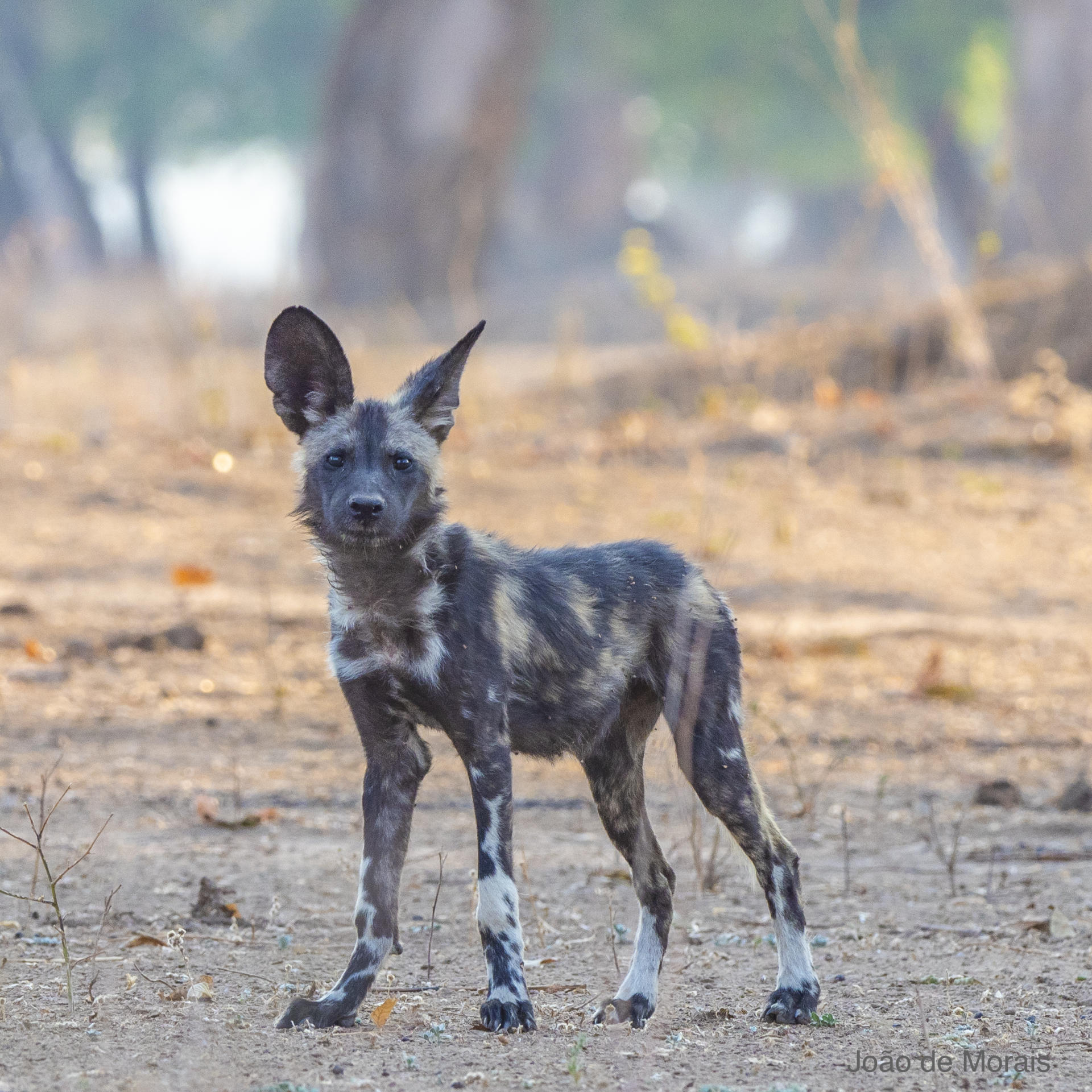 Young African Wild Dog