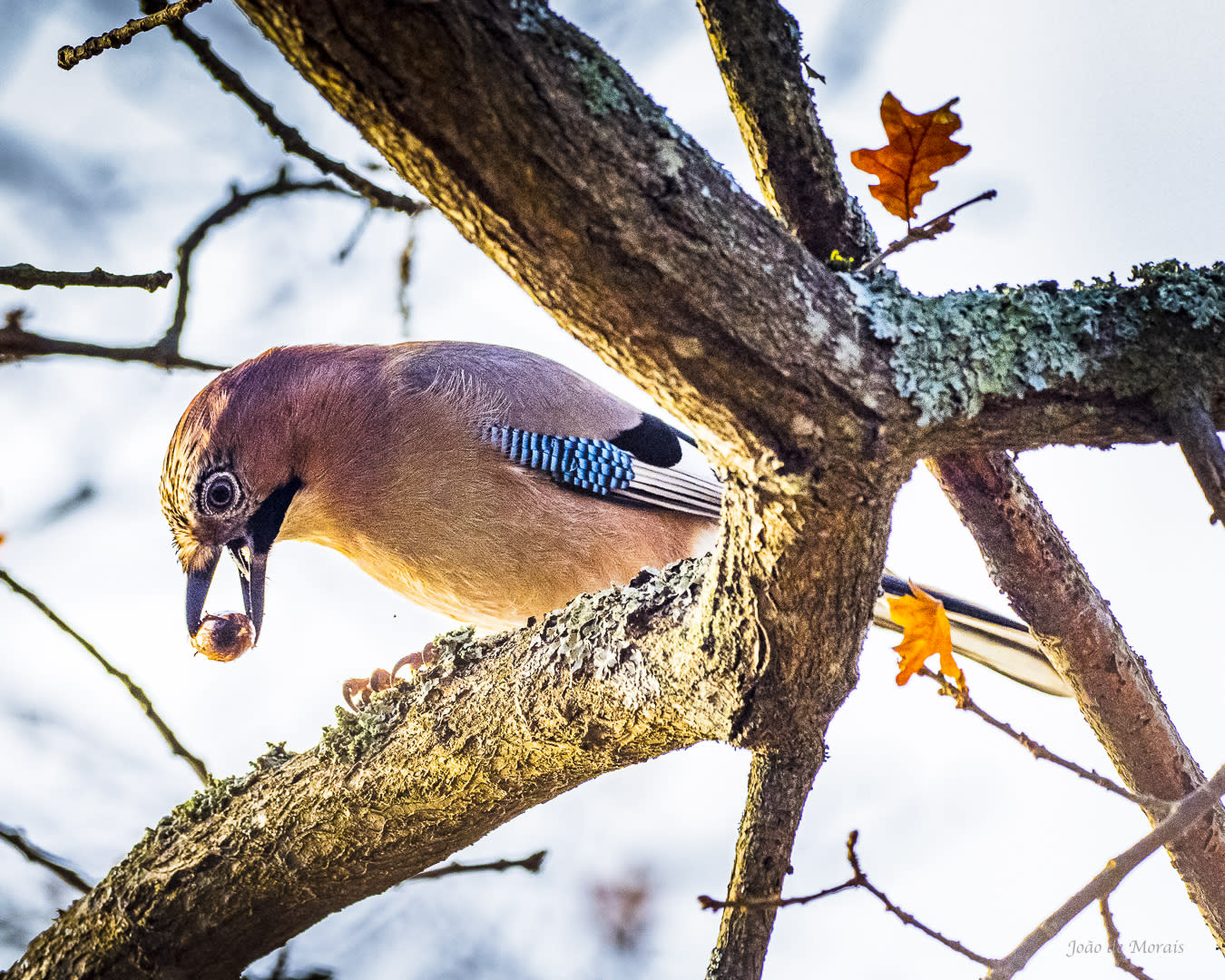 Eurasian Jay (Garrulus glandarius)