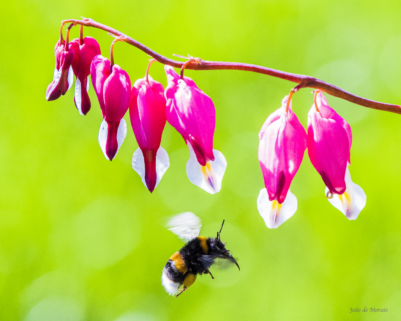 Swedish Midsummer’s Eve