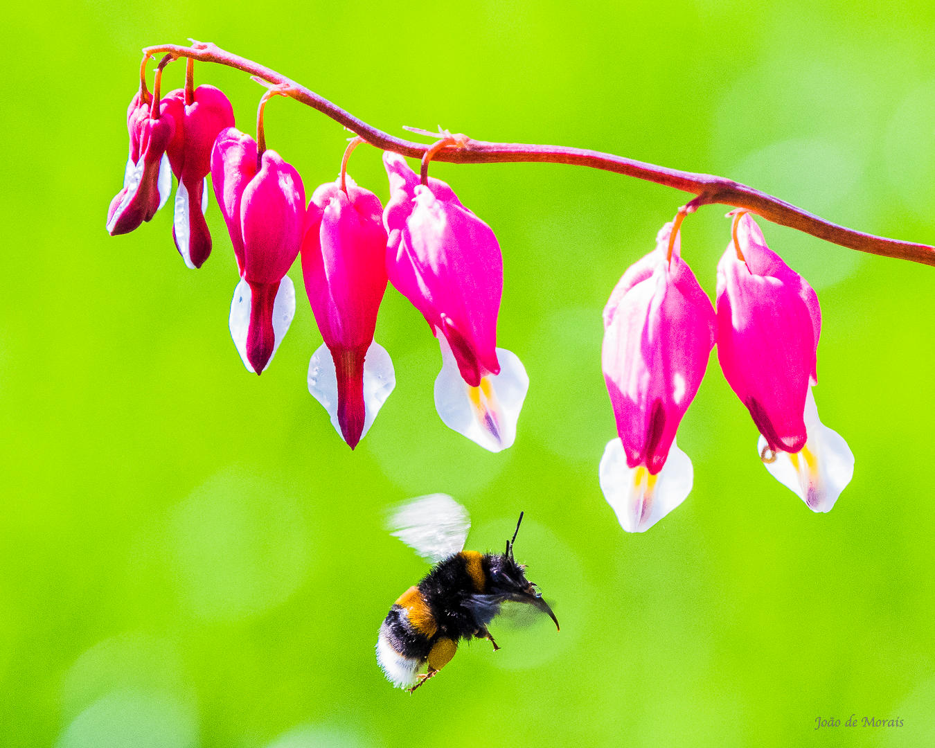 Swedish Midsummer’s Eve