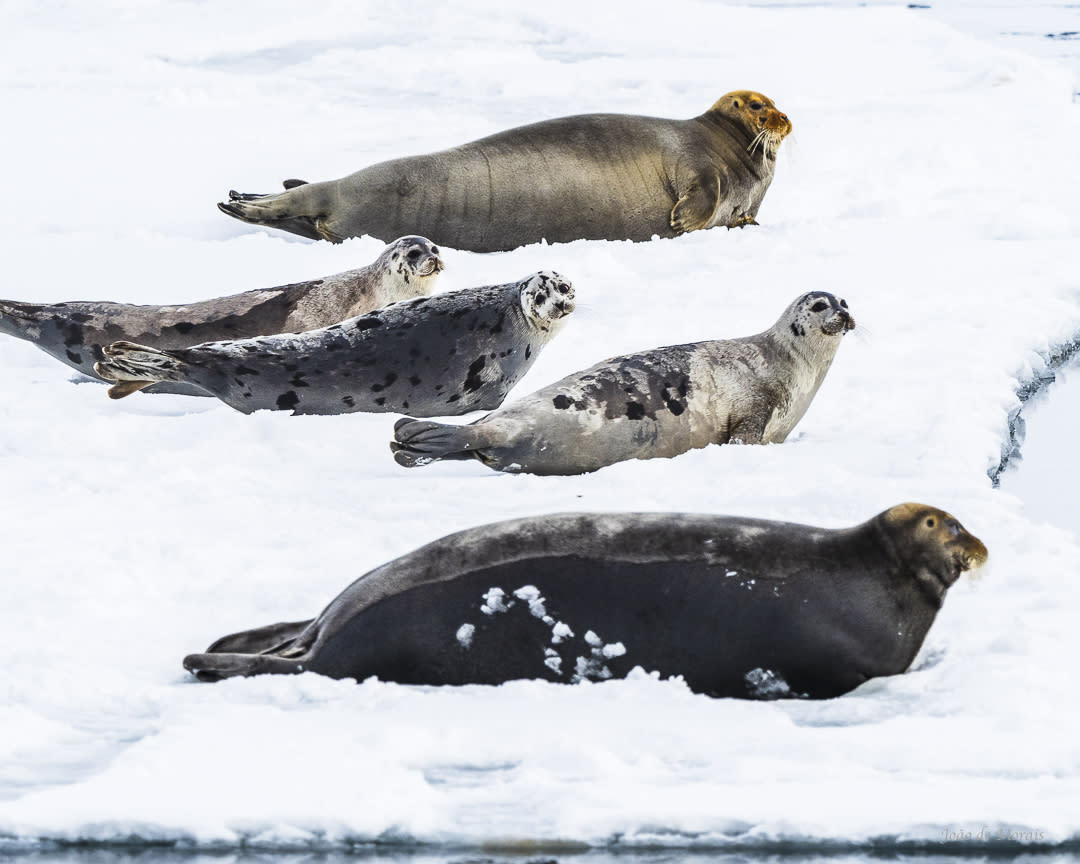 Bearded Seal family