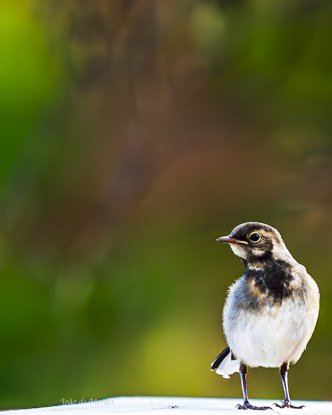 I Hear in a Whisper... "I am 1 of 240