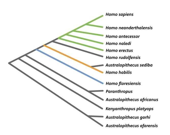 Simplified phylogeny of hominins