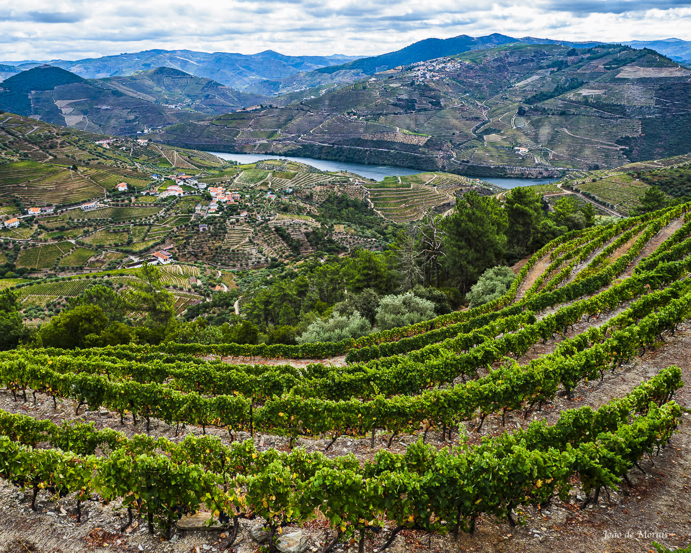 Douro Wine Landscape