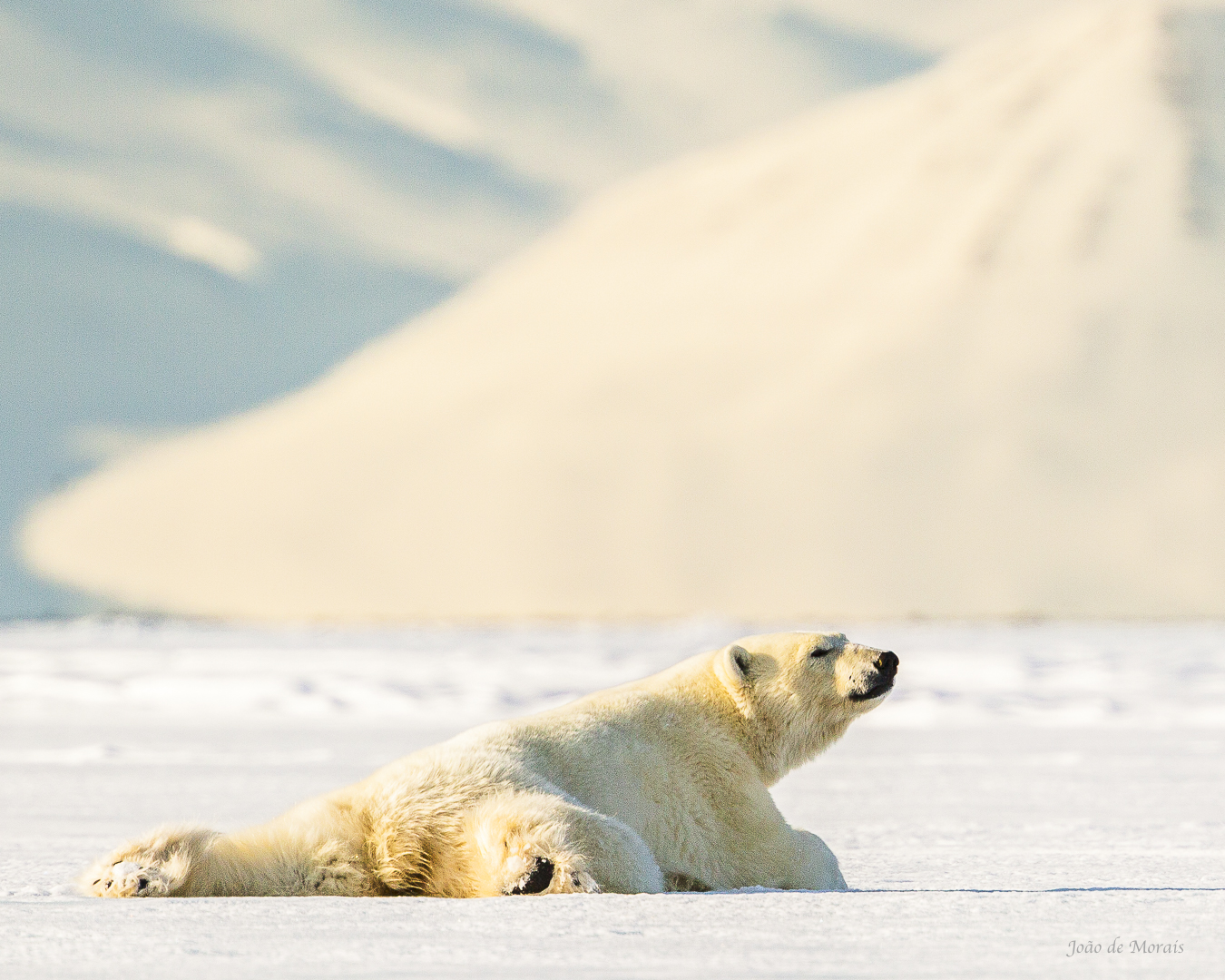 Rolling in the snow...