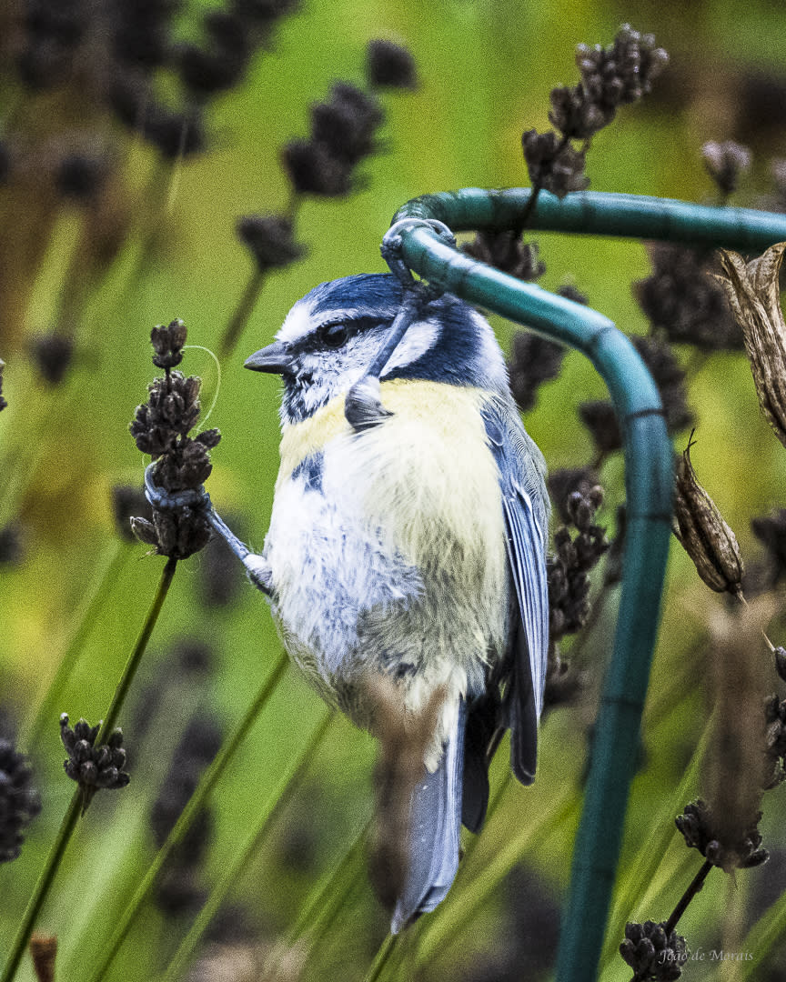 Feasting in the Wind 