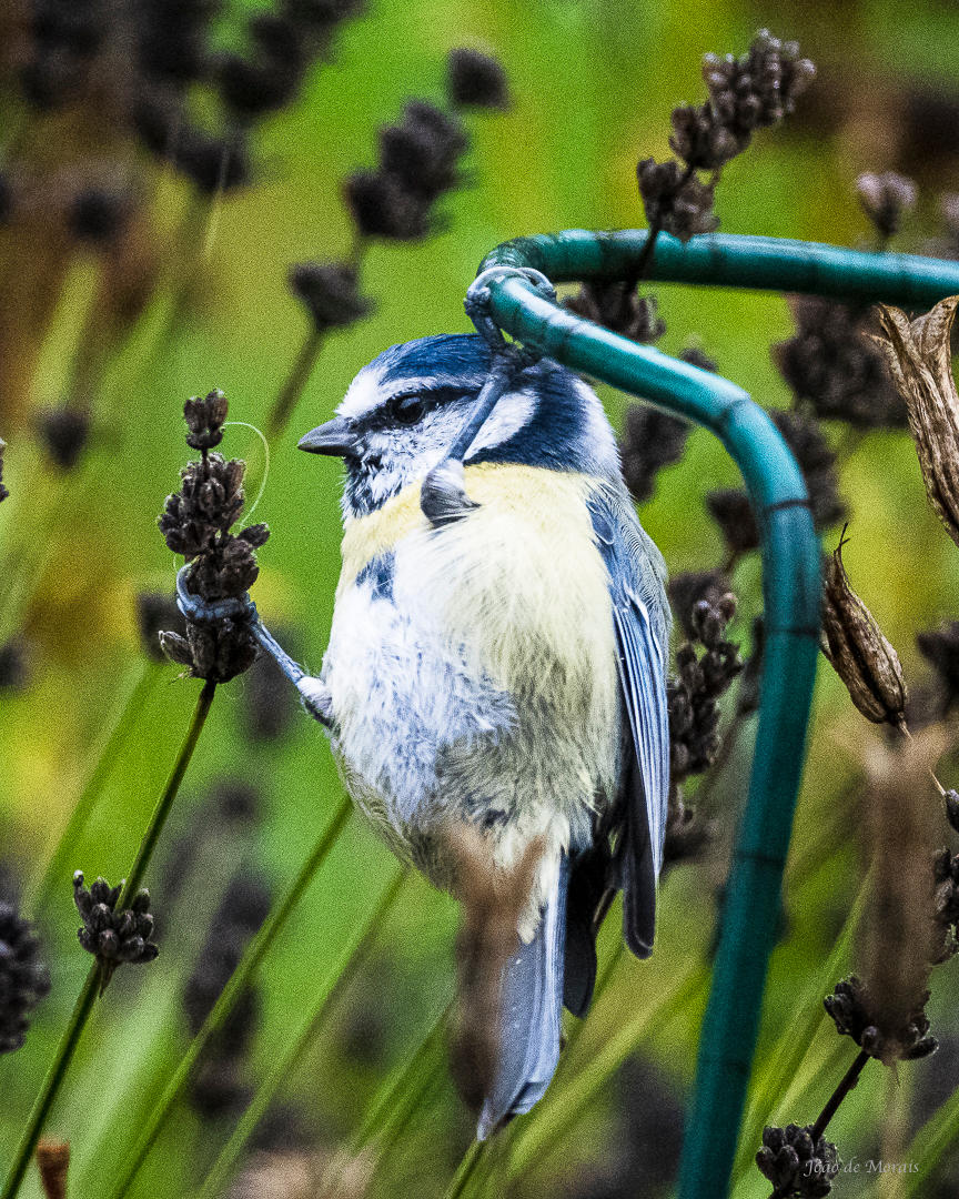 Feasting in the Wind