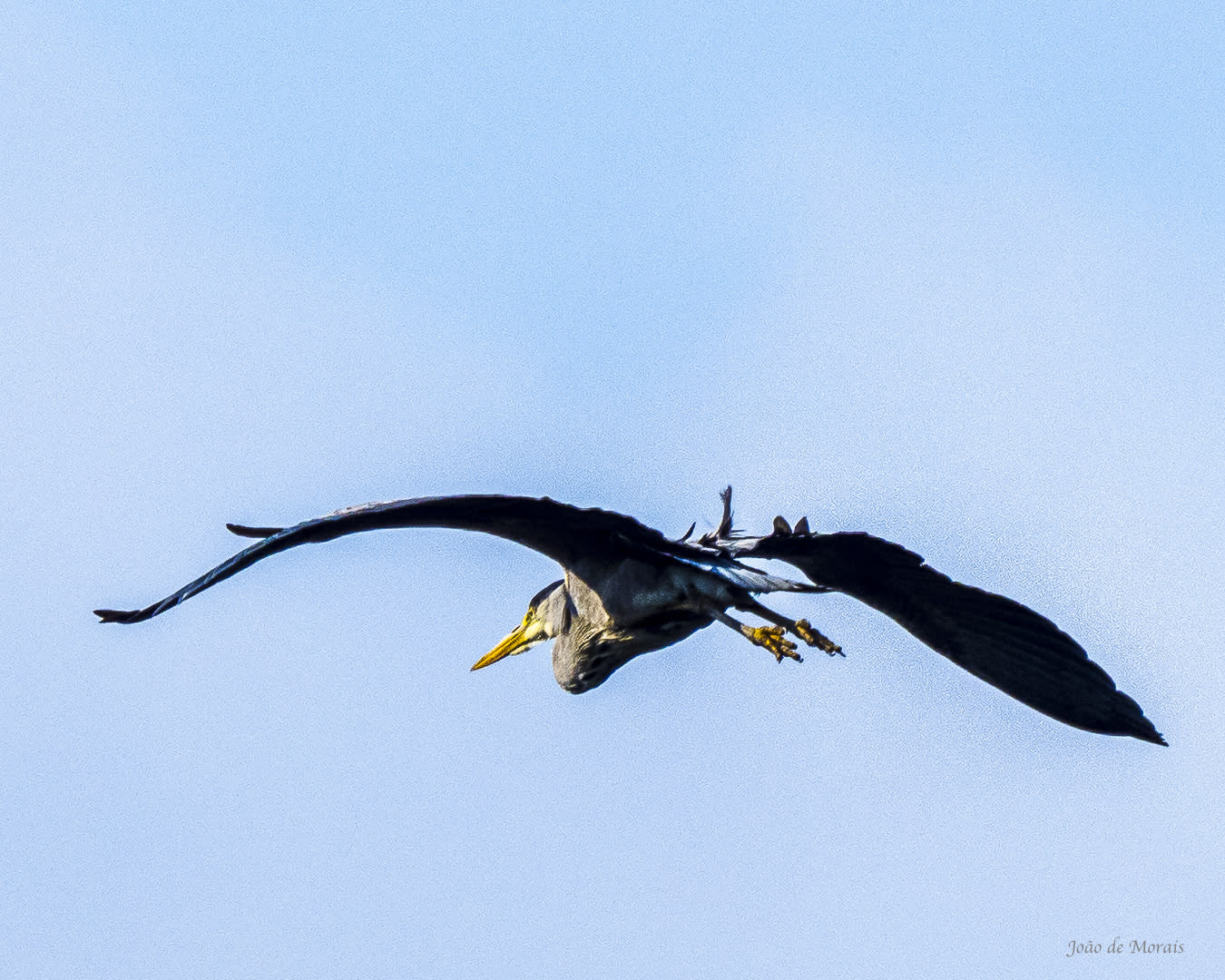 Grey Heron