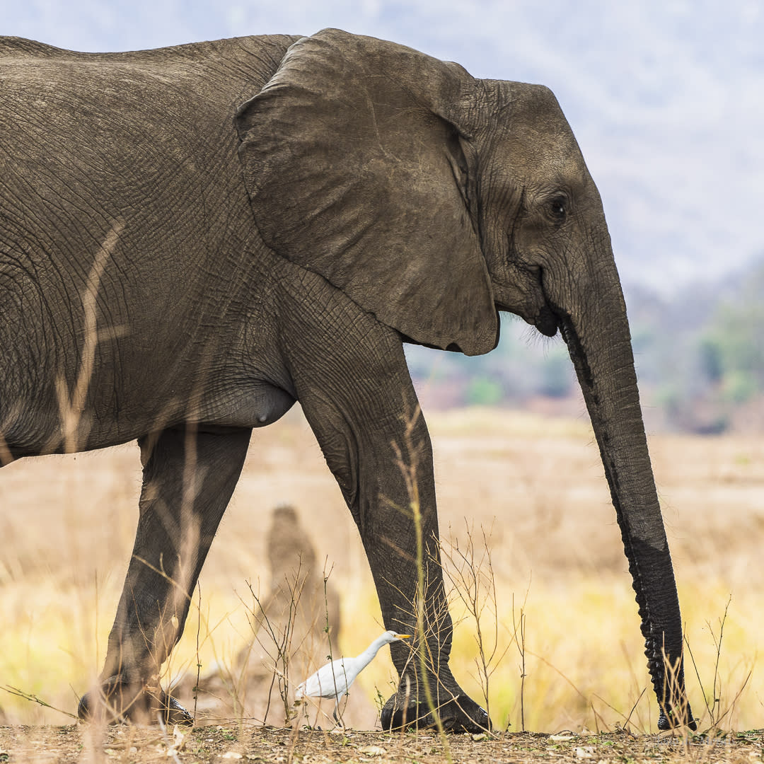 Mother Elephant, Egret and Termite