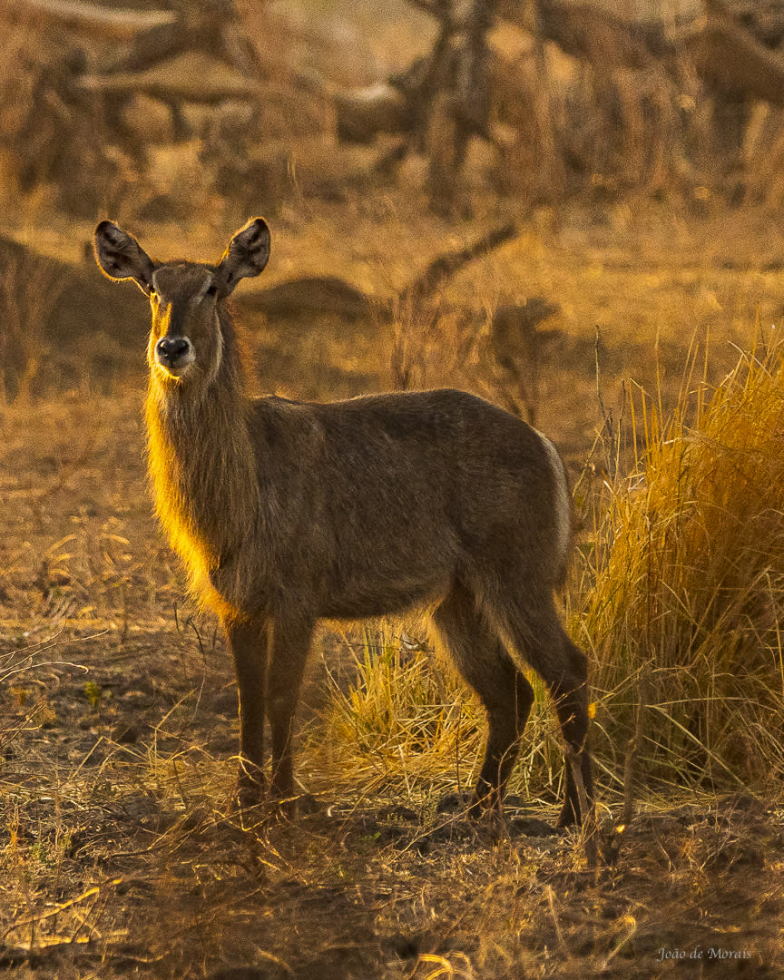 Female Waterbuck: