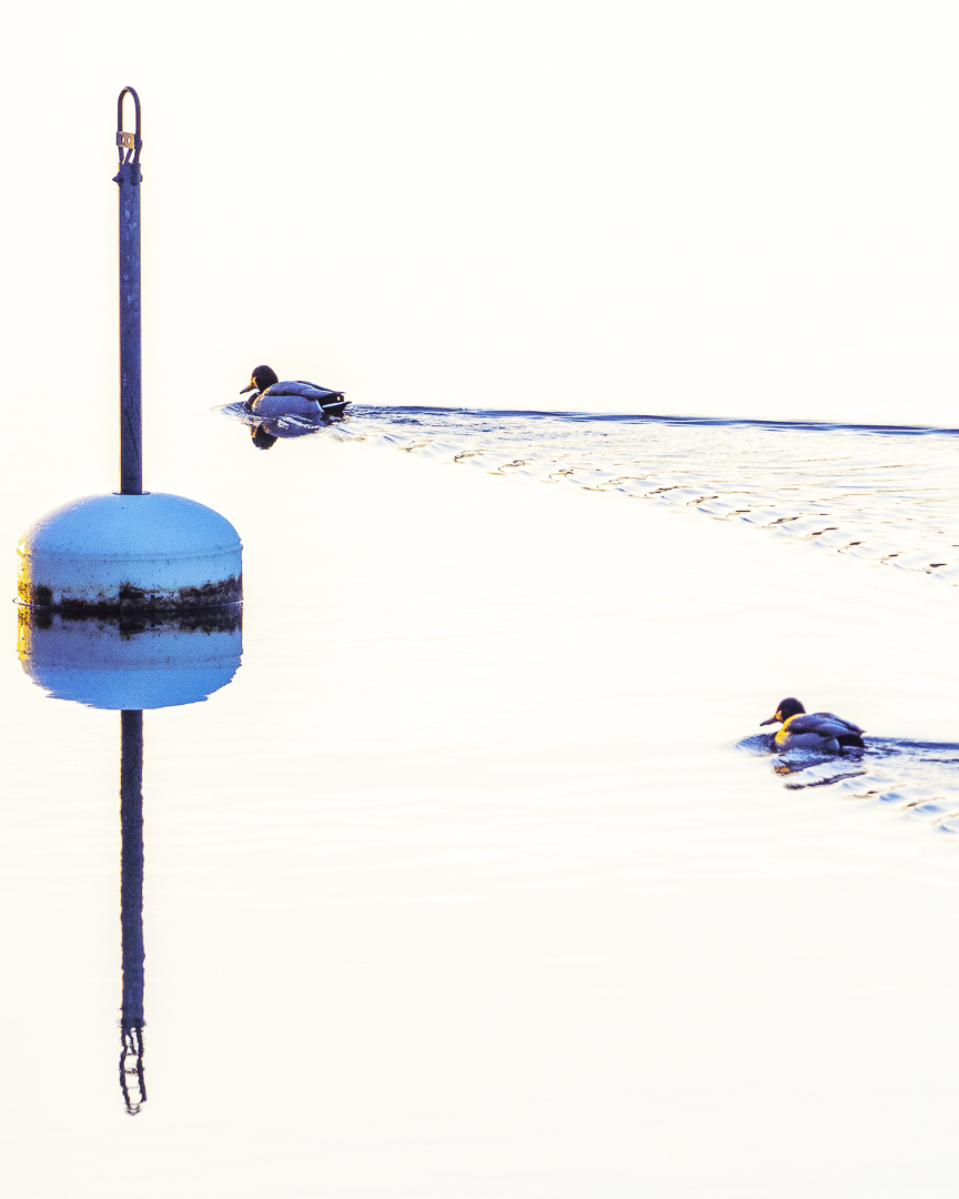 Dovetailing at Daybreak 