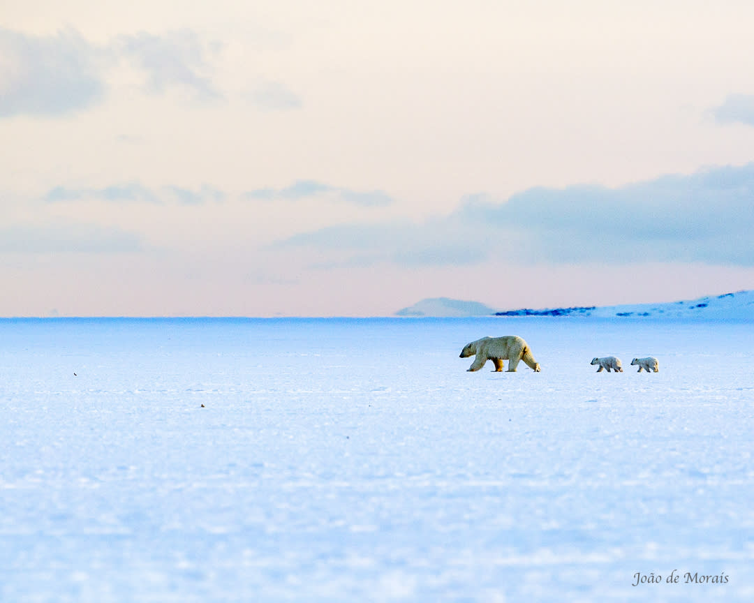 Polar Bears in the midst