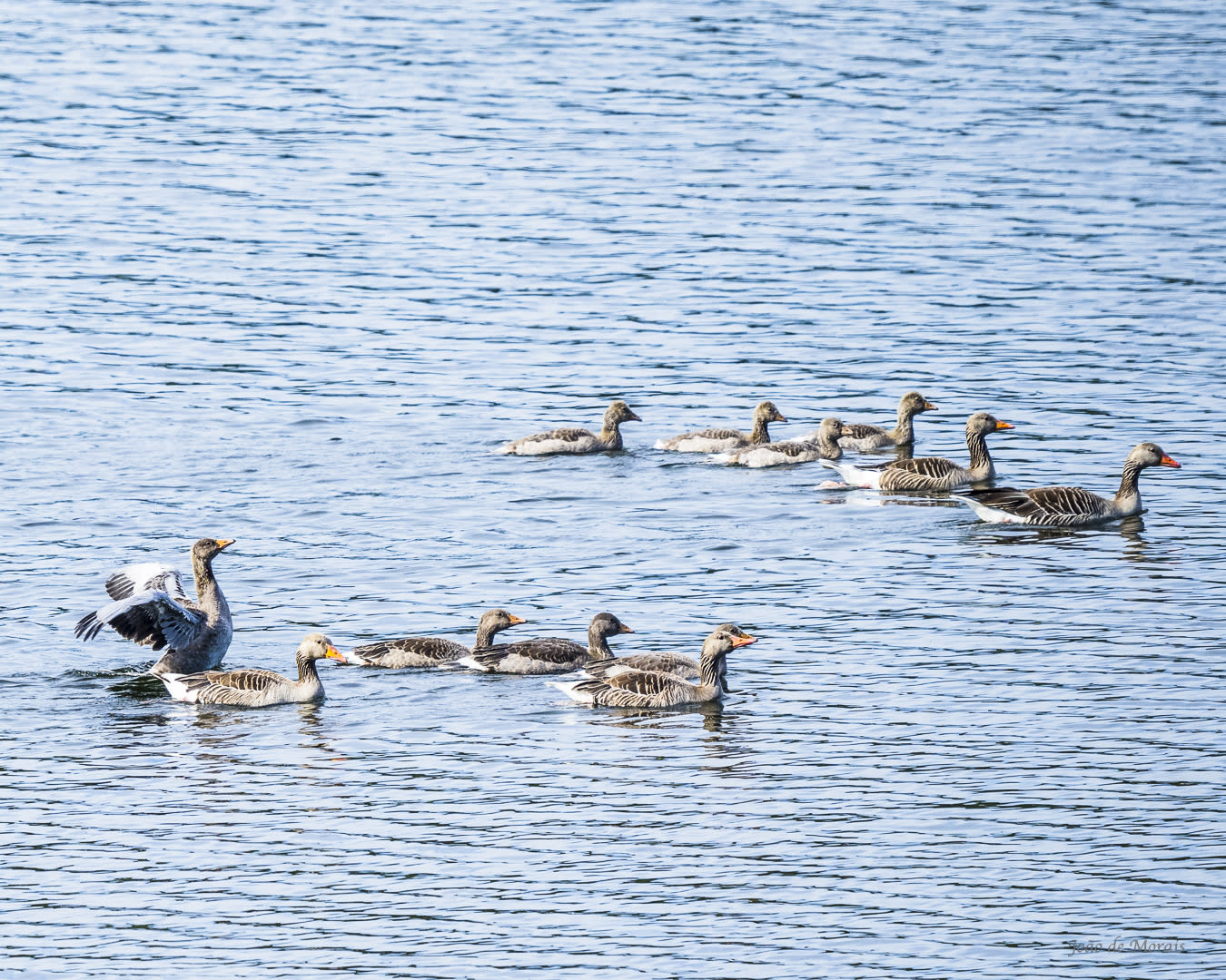 Greylag Goose