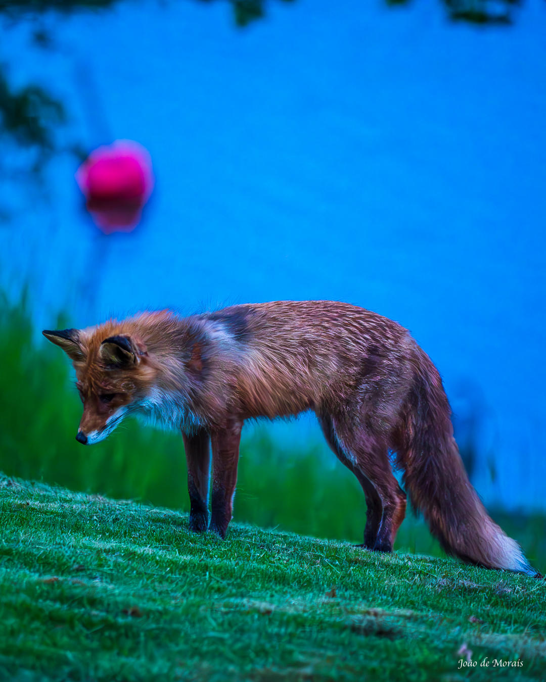 The Foxy White night (nr 3)