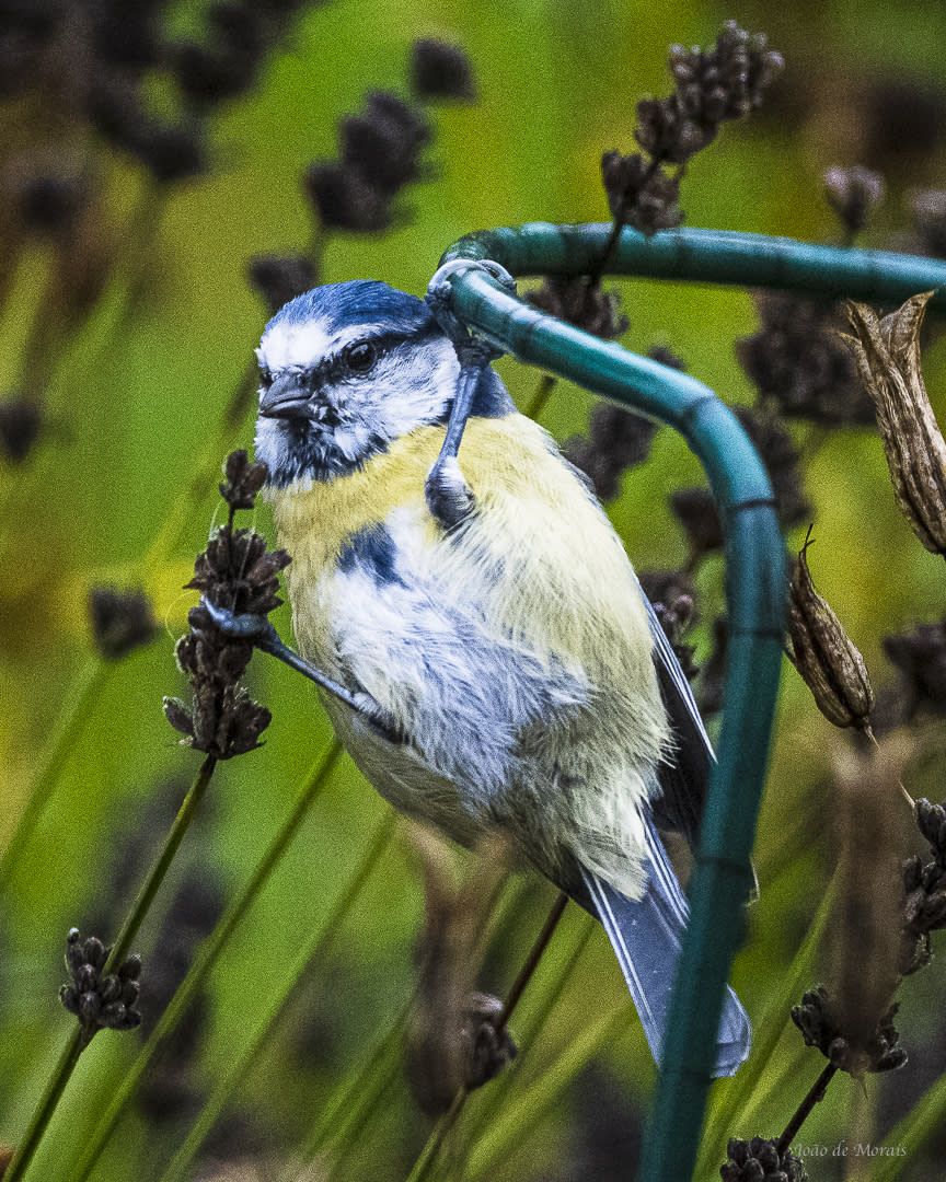 Feasting in the Wind nr2