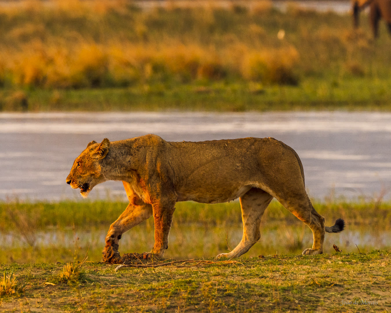 Lioness at sunset