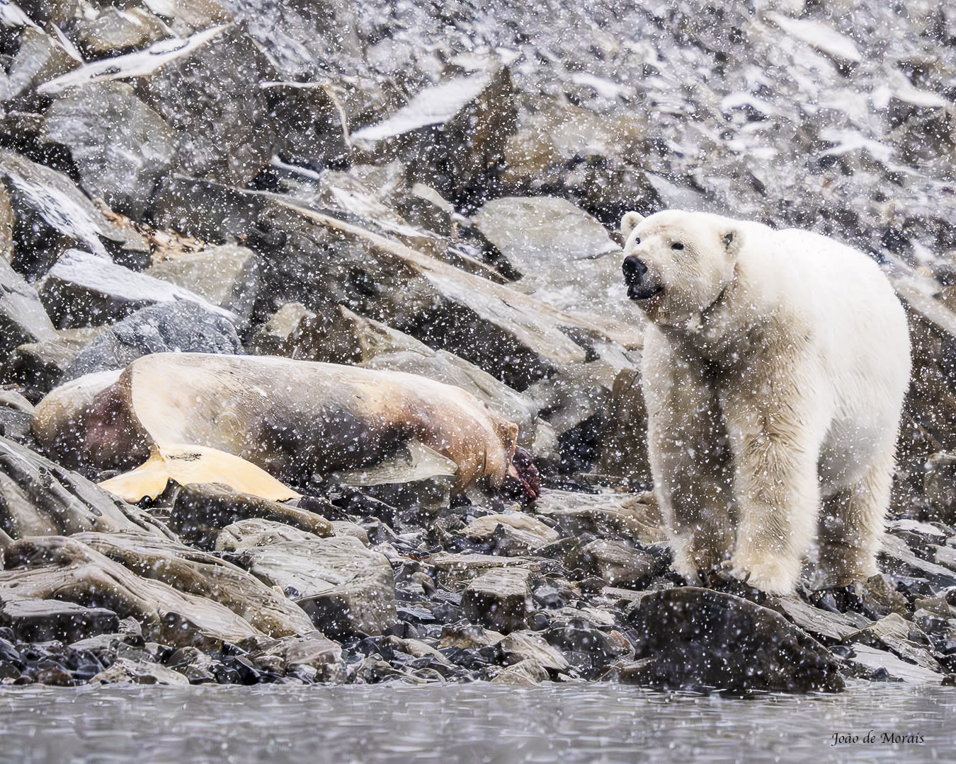 Polar Bear and Beluga carcass under heavy snowfall