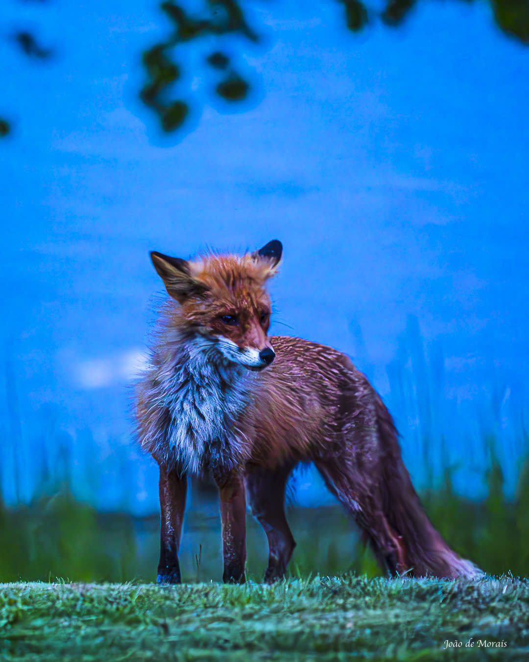 The Nocturnal Garden Visitor, nr 2