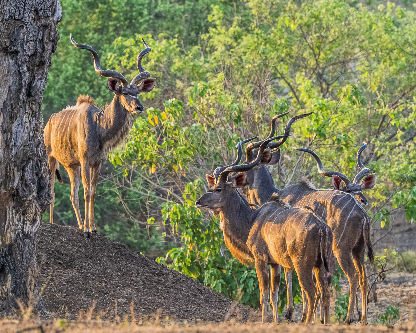 Greater Kudu Bachelors