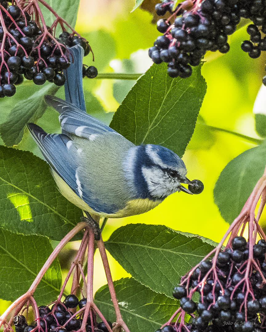 Blue Tit on an Elderberry Shrub