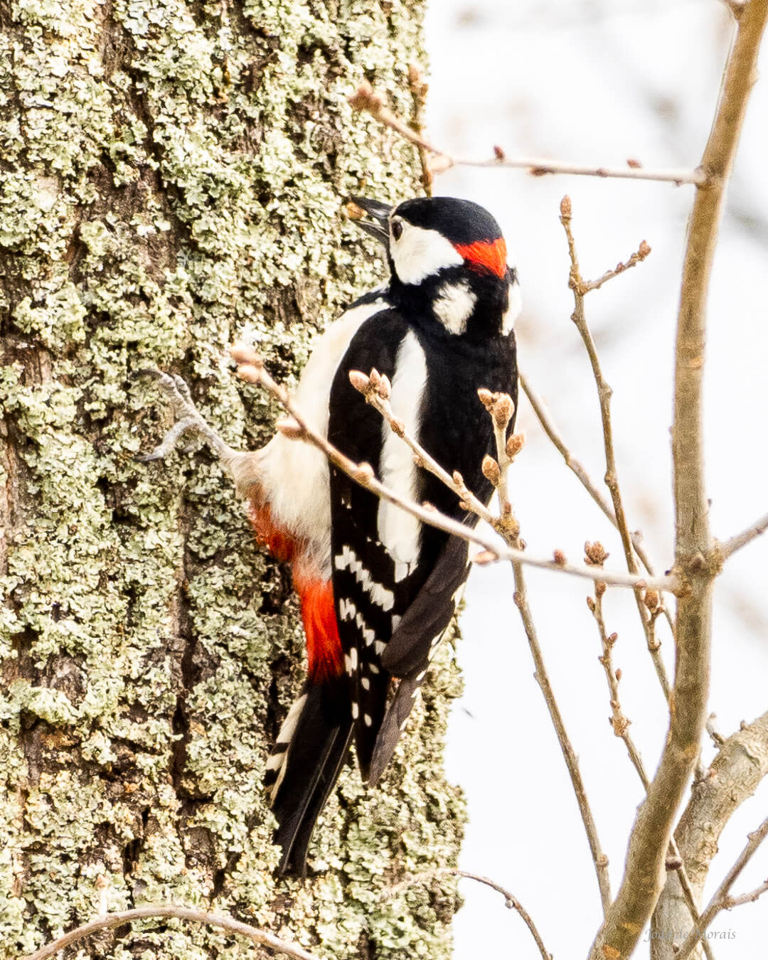 A Feeding Great Spotted Woodpecker