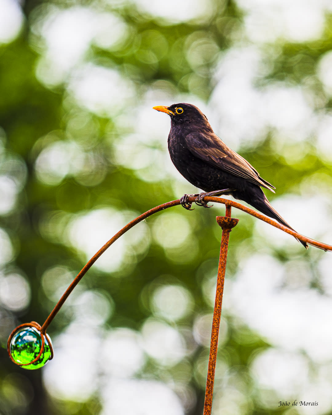 Sweden’s National Bird