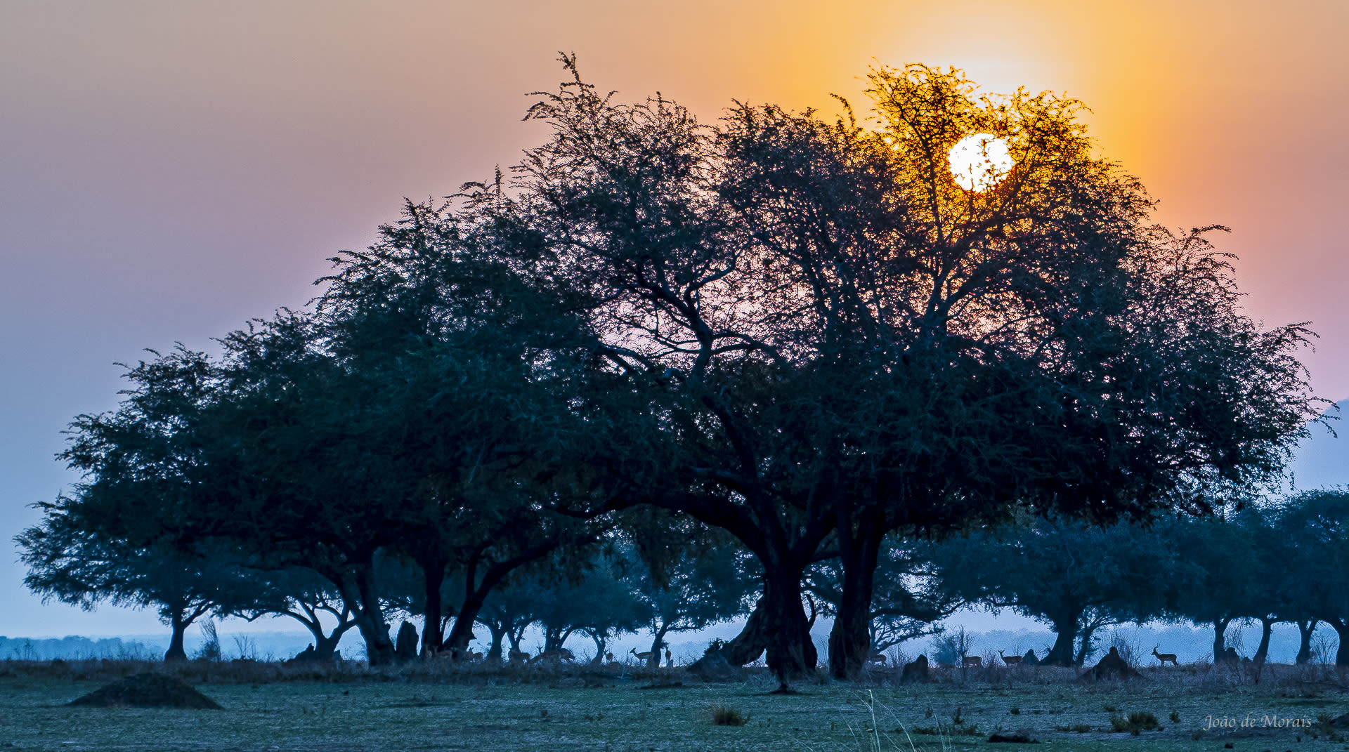 Acacia trees, Savanna-Woodland