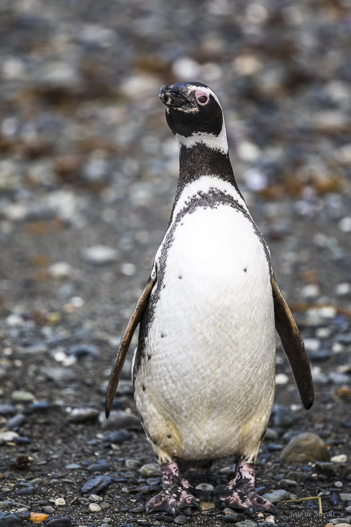 The Magellanic penguin