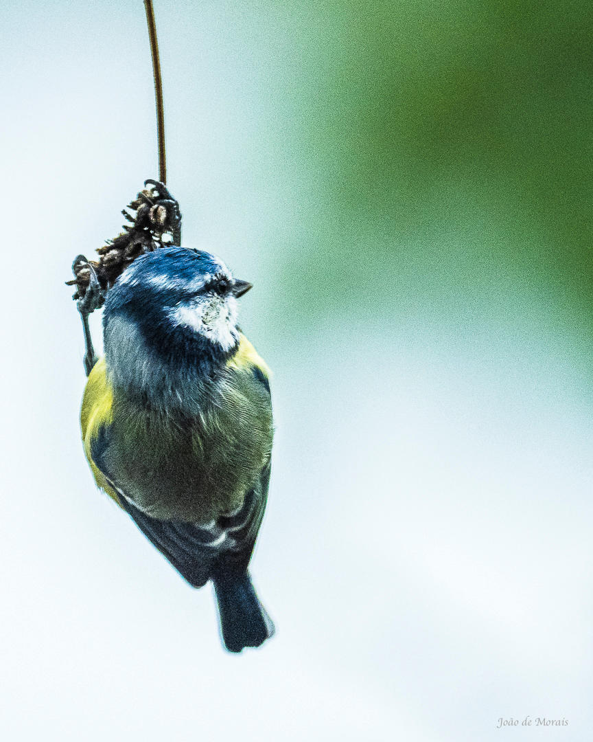 As if Halfway Summer and Winter