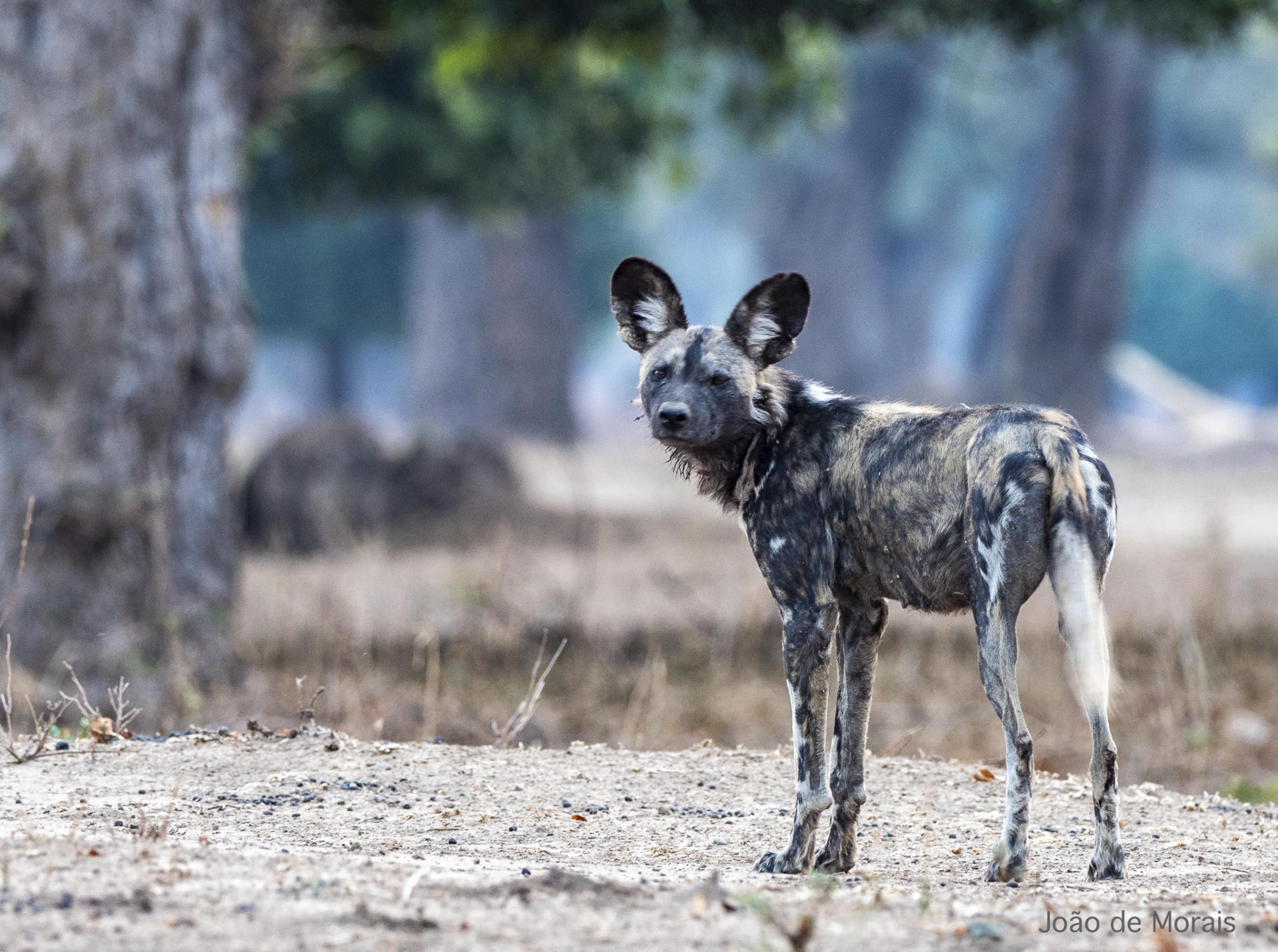 Young African Wild Dog