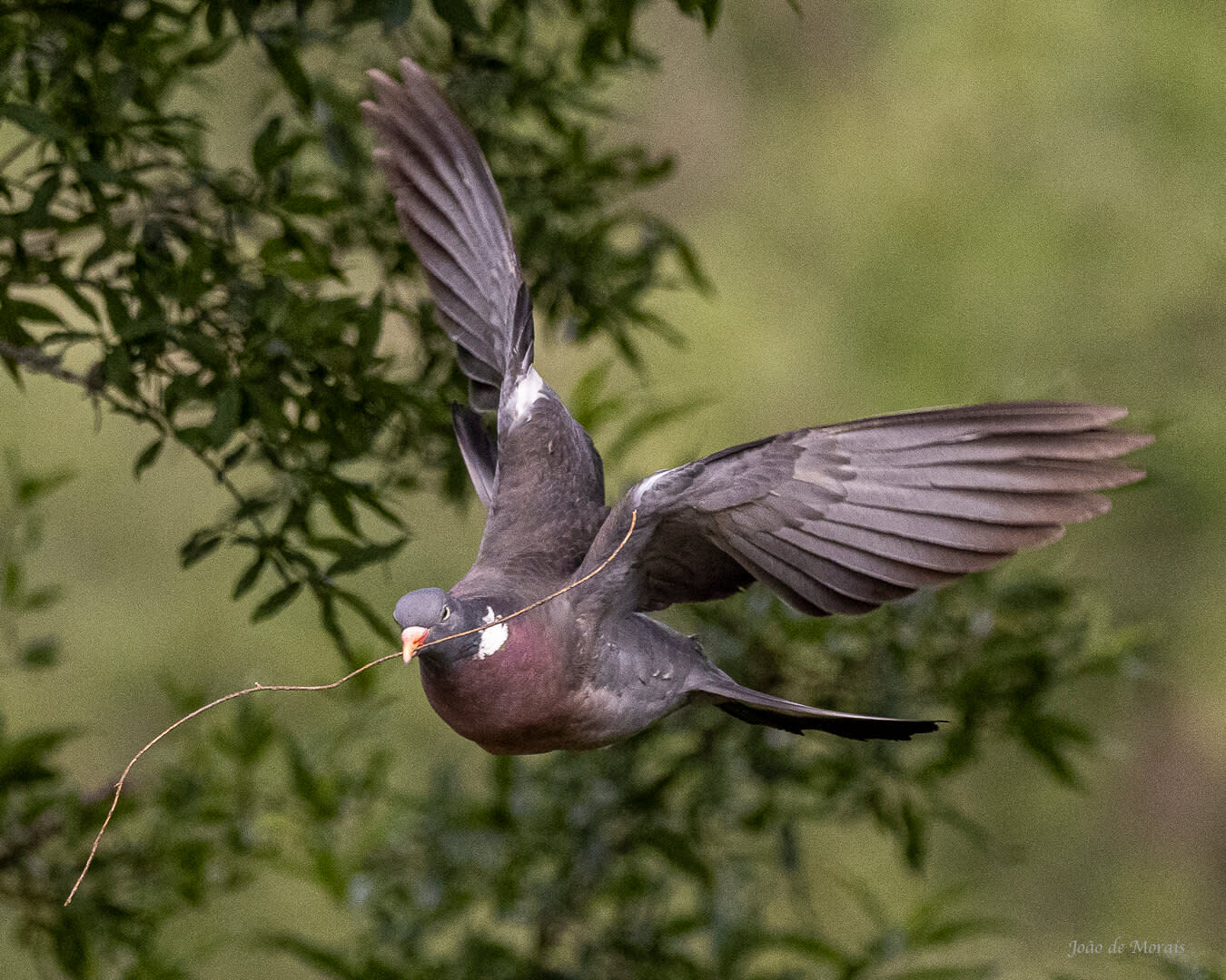 Wood Pigeon family building their nest (nr 2)