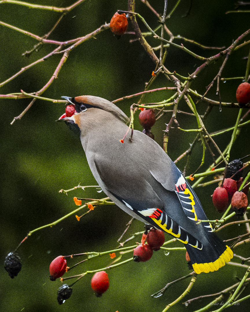 The Bohemian Waxwing eating from a Rose Bush