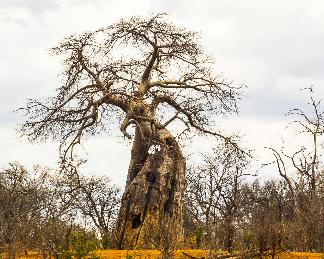 The Iconic Tree of Life