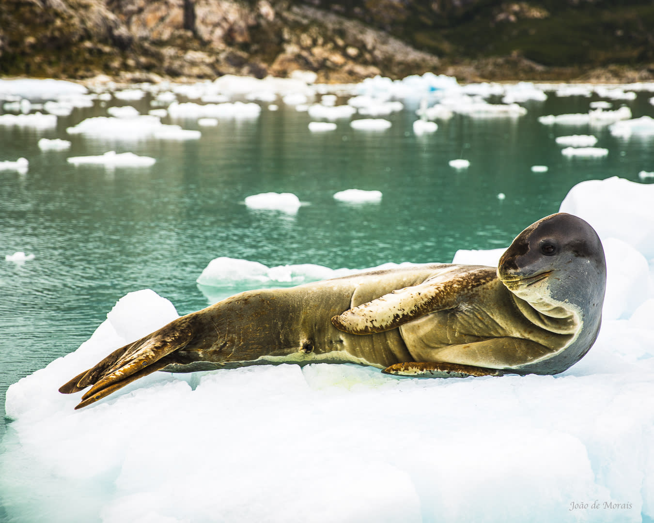 Leopard Seal, Tierra del Fuego