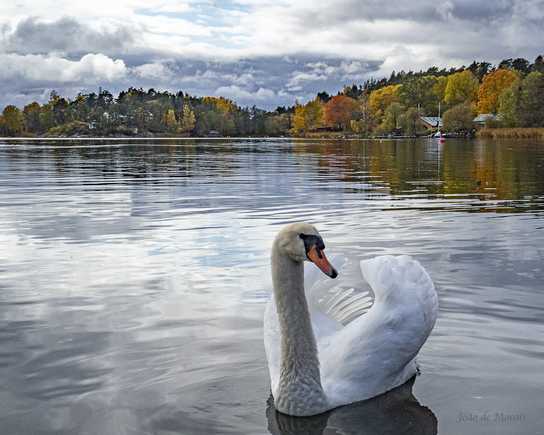 Autumn Stillness