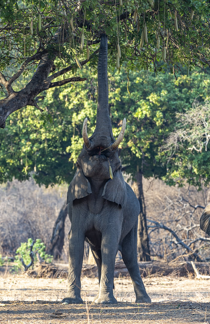 Bull Elephant