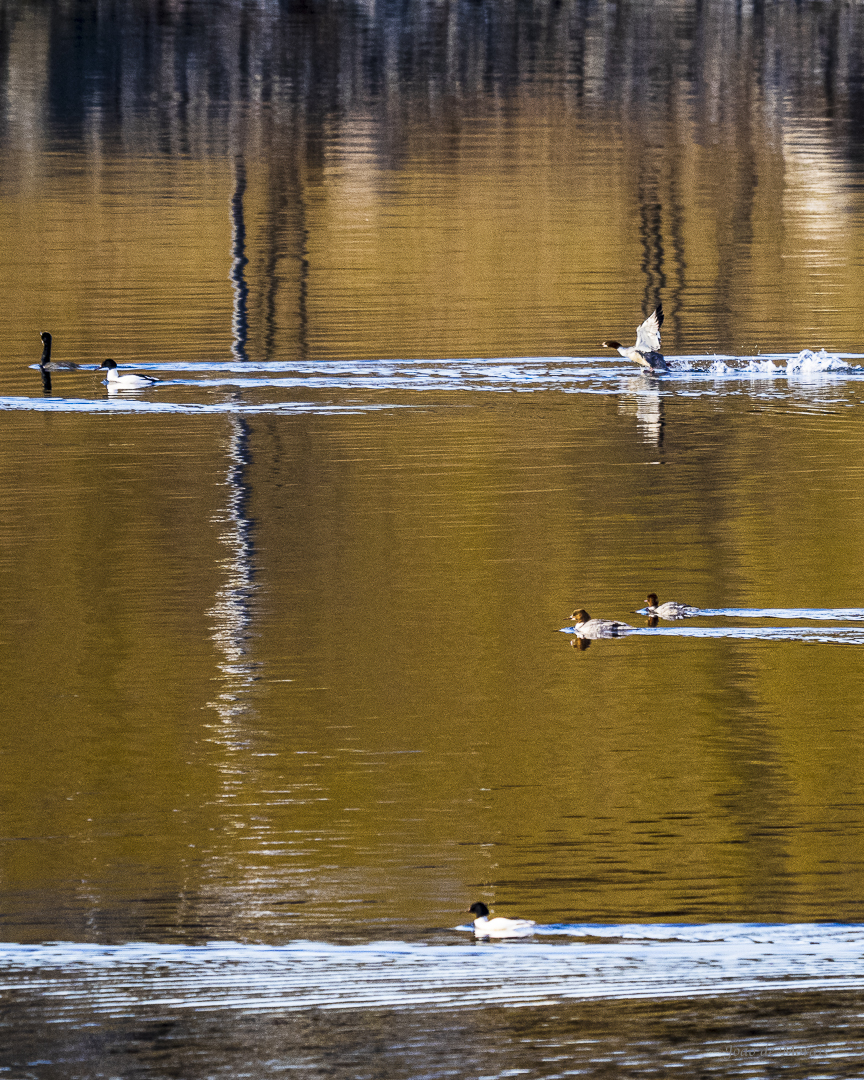 Catching up at Sunrise