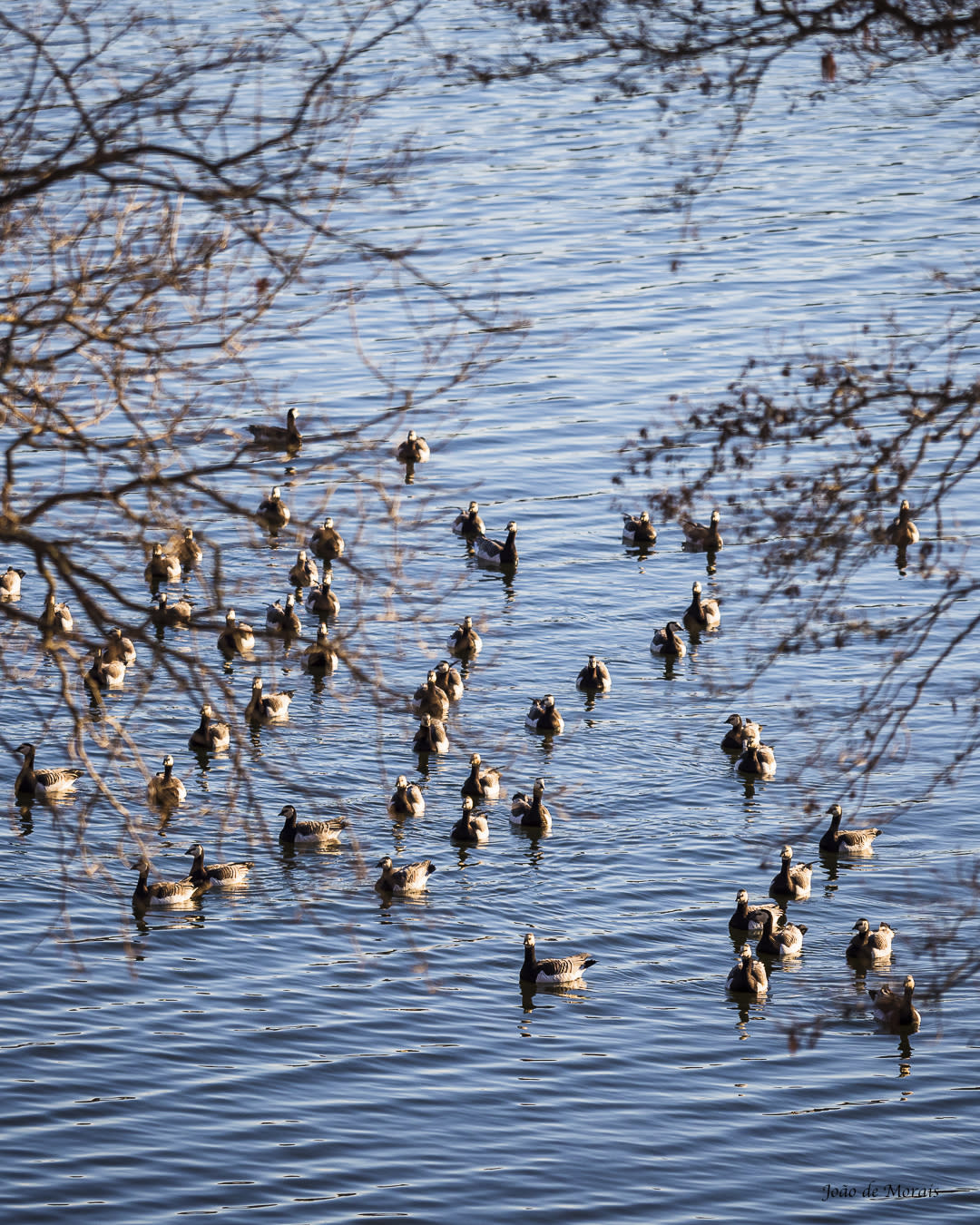 The Arrival of the Barnacle Geese: