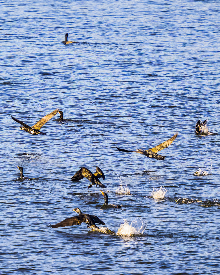 Raiding Flock: Great Cormorants