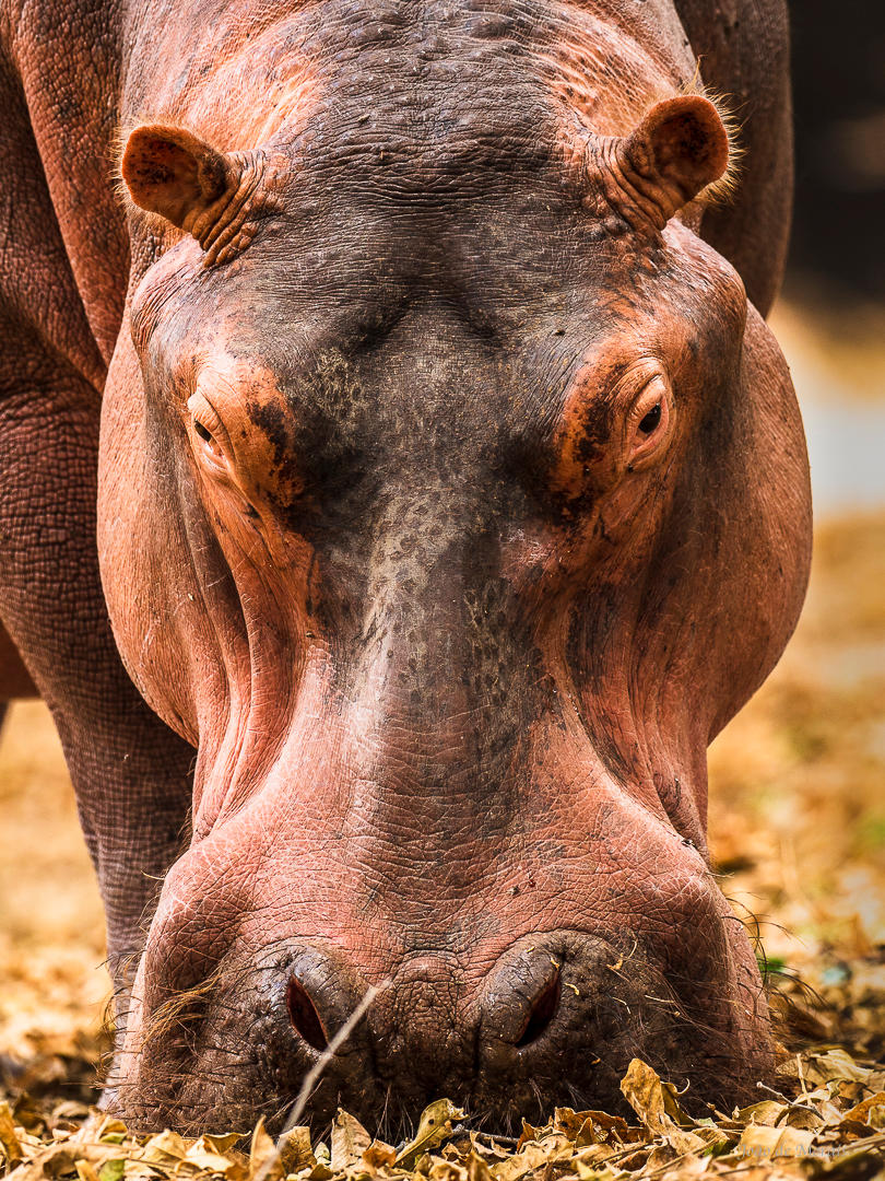 Hippie, the 'official' Camping Hippo