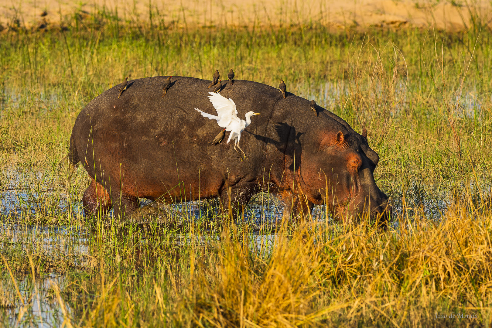 Hippo and bird