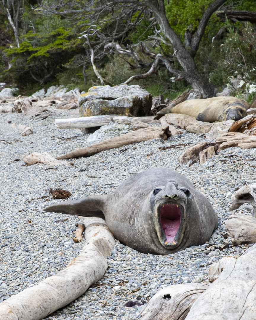 Elephant Seal on an aggressive pose