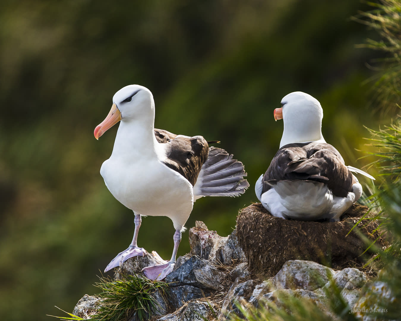 Black-Browed Albatross