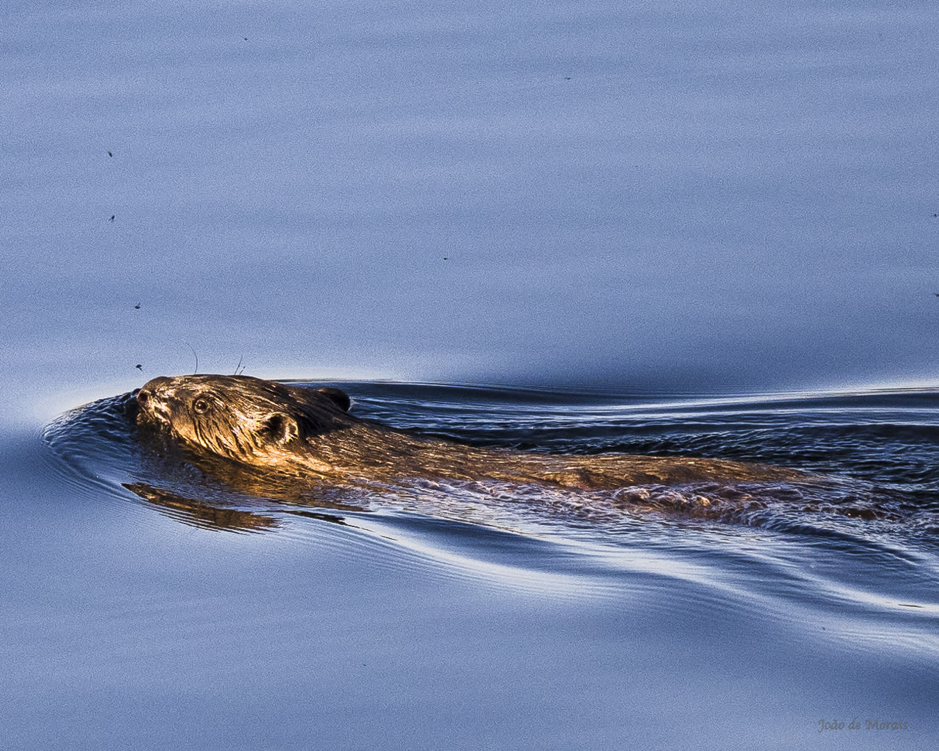 The Unexpected Beaver 