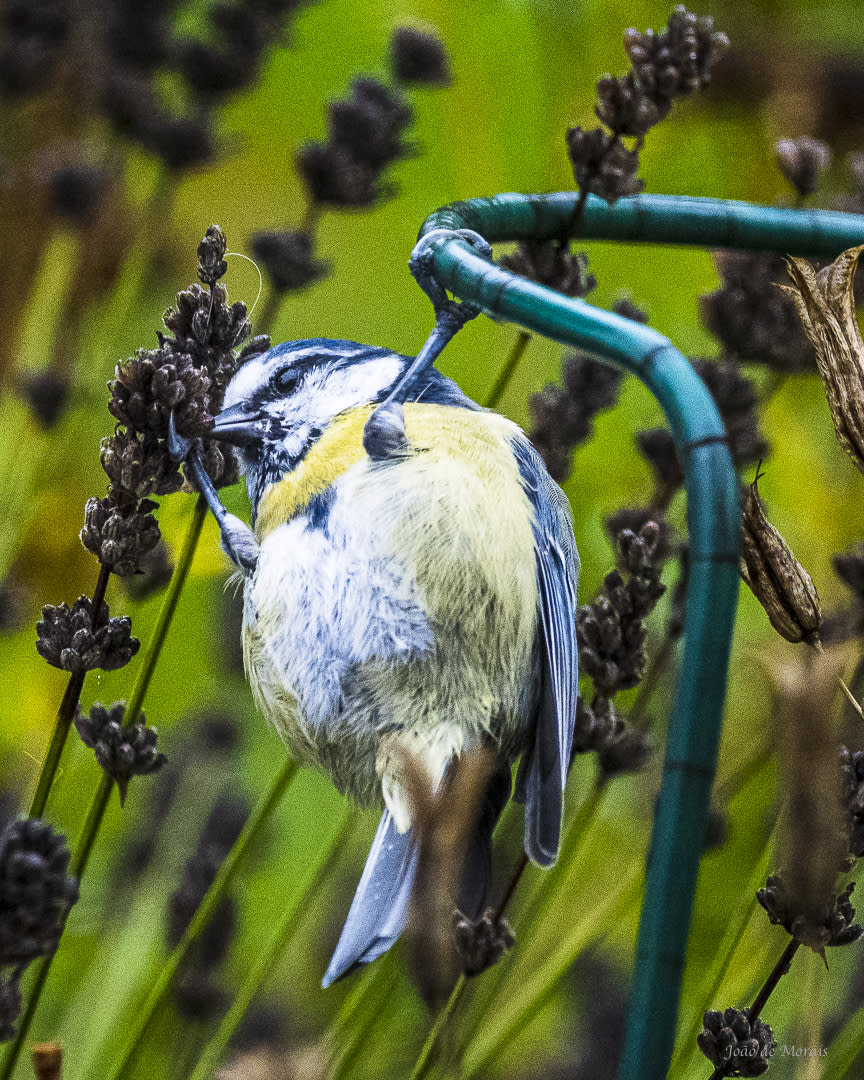 Feasting in the Wind nr3