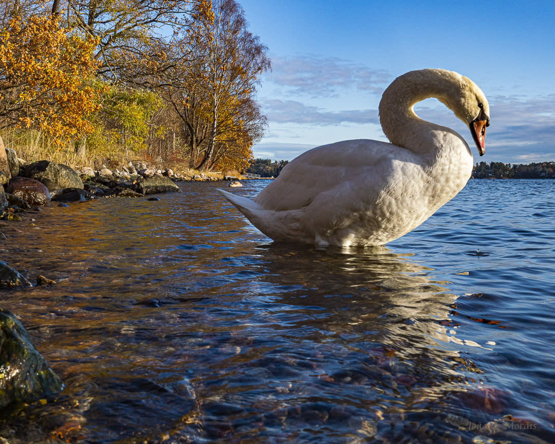 Standing Mute Swan