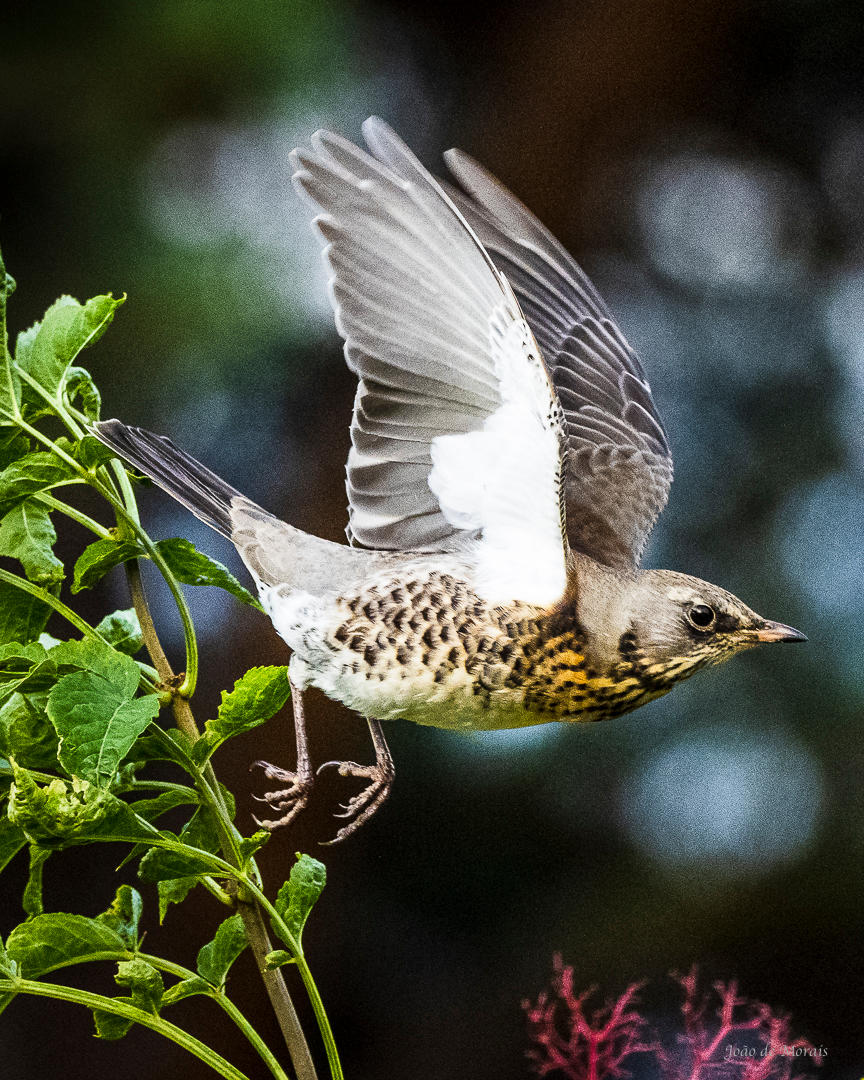 One Last Farewell nr 2