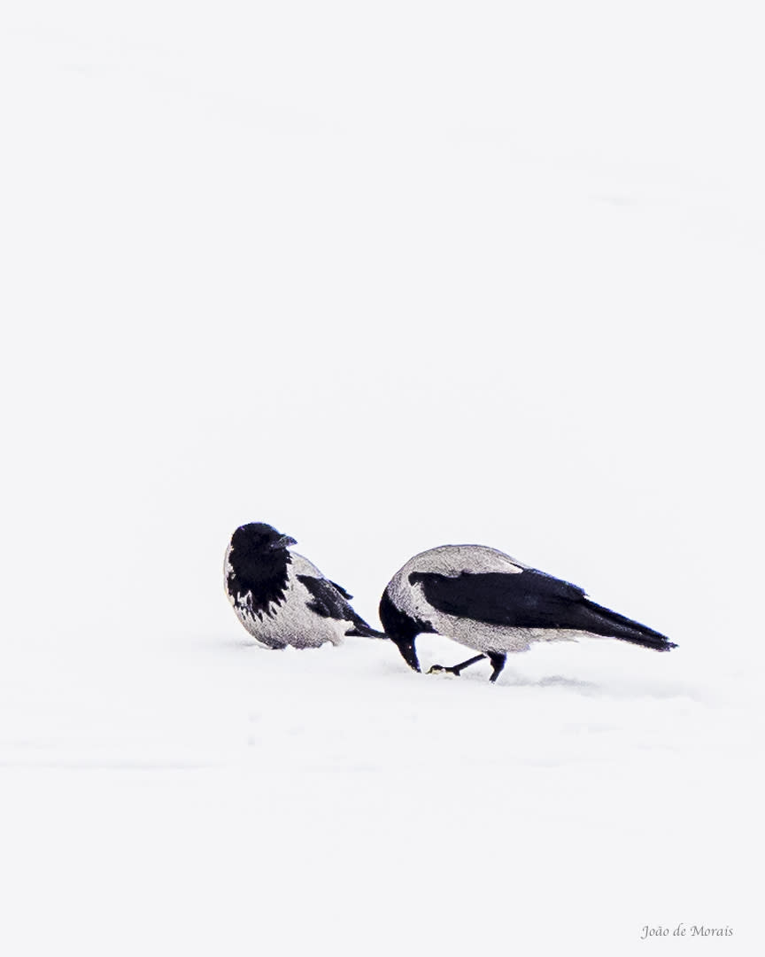 Hooded Crow playing in the snow